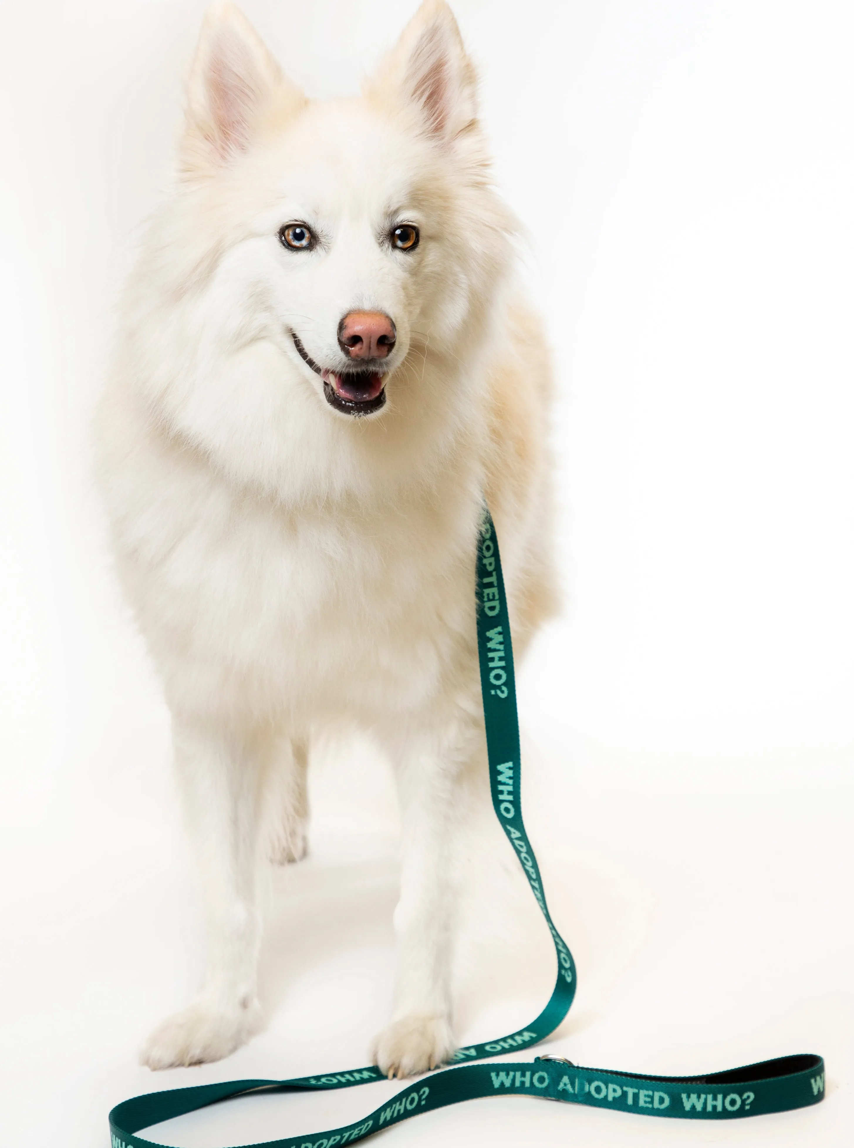 Adopted Who Dog Leash