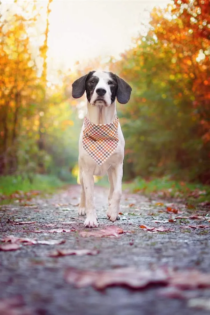 Elegant Little Tail Dog Bandana for Boy Girl Small Medium Large Dogs, Comfortable Bibs Scarf, Adjustable Square Kerchief