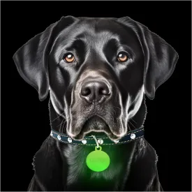 GLO-X Dog Collar Glow Tag - 2 x Glow in The Dark Dog Collar Glow Tags to Keep Your Dogs Safe at Night - 12  Hours Glow Time - Charges in Daylight - No Batteries Required - Cool Dog Accessories Gift