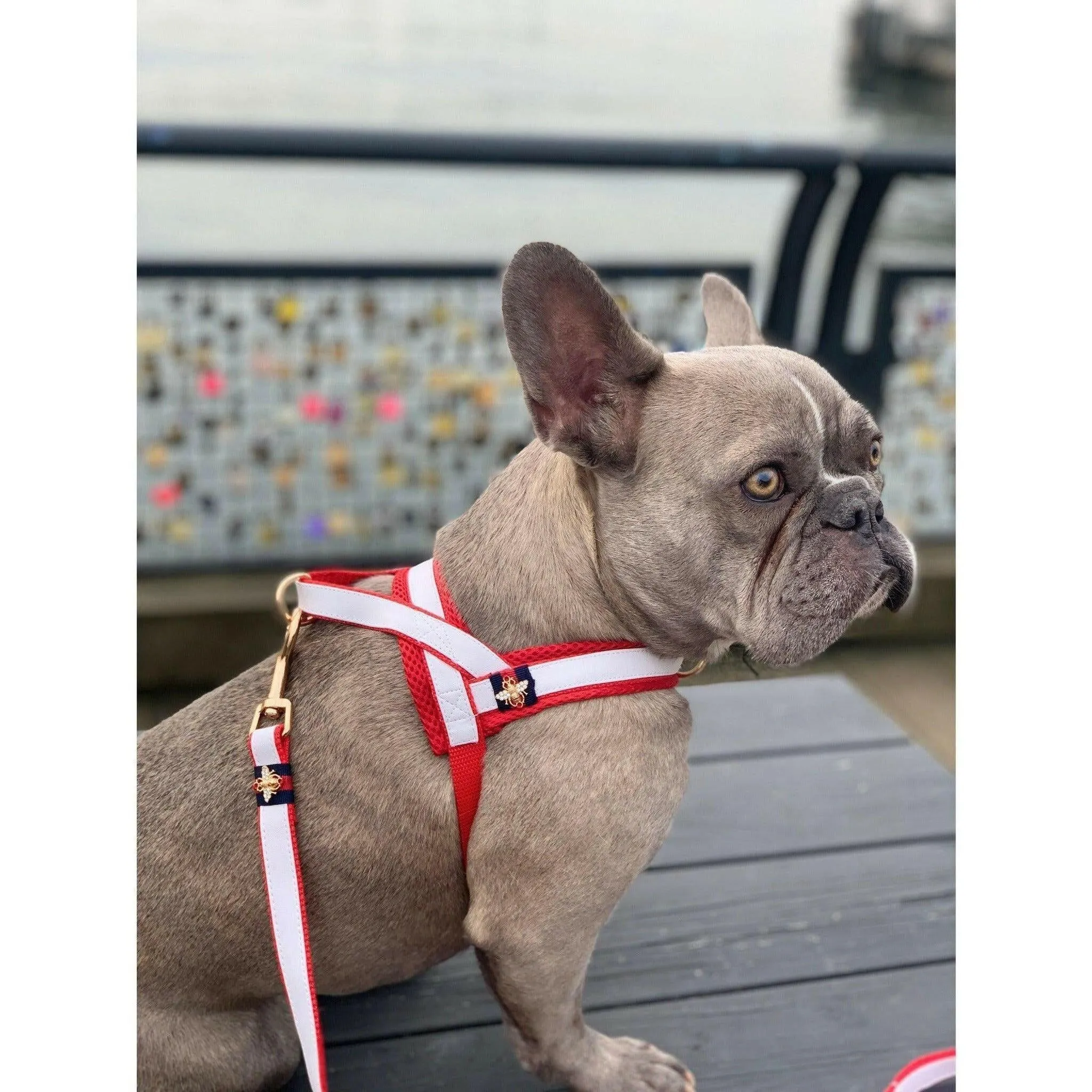 La Parisienne Leash