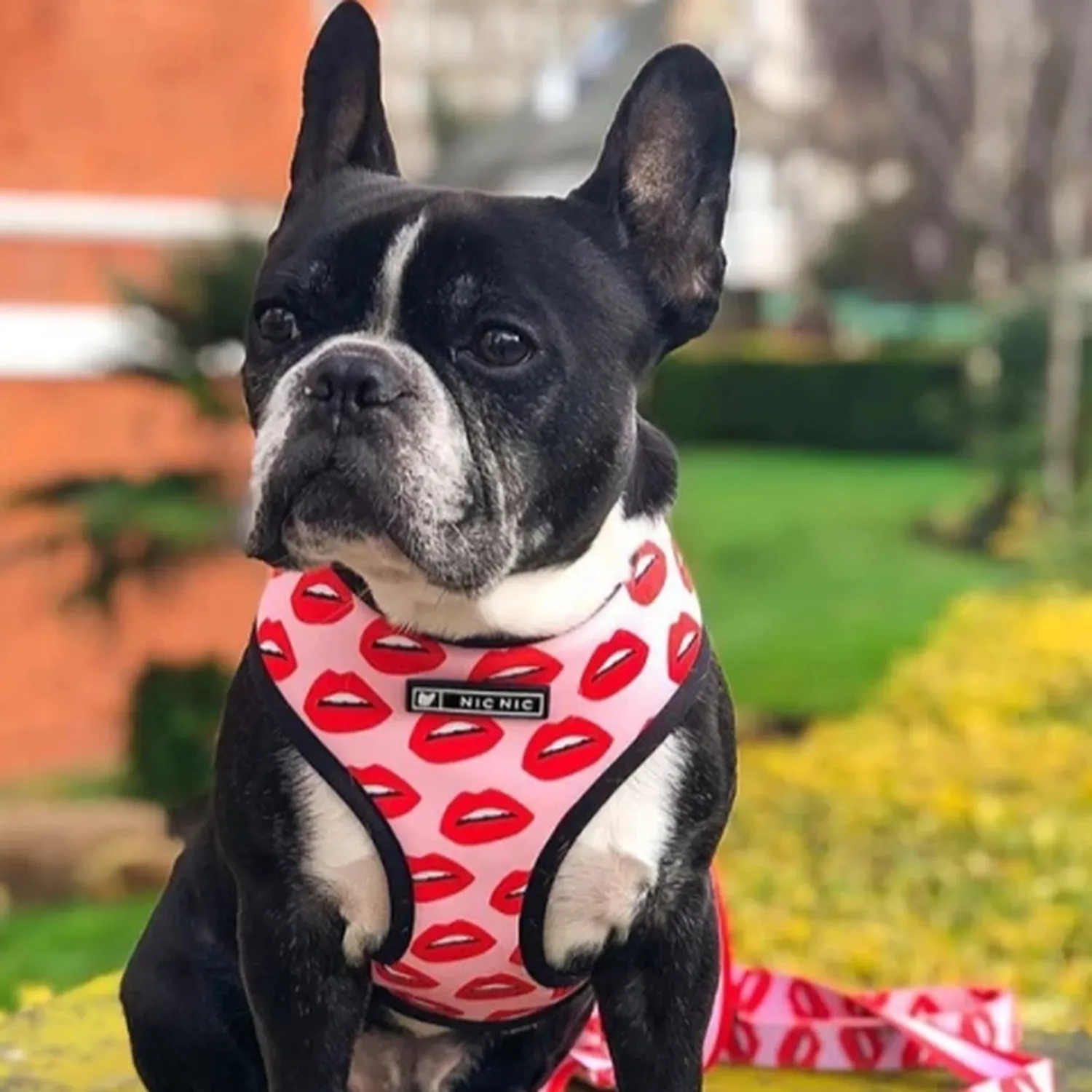 Printed Dog Harness & Leash Set - Kiss Me
