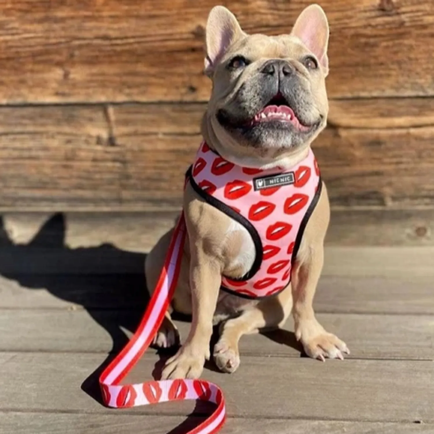 Printed Dog Harness & Leash Set - Kiss Me