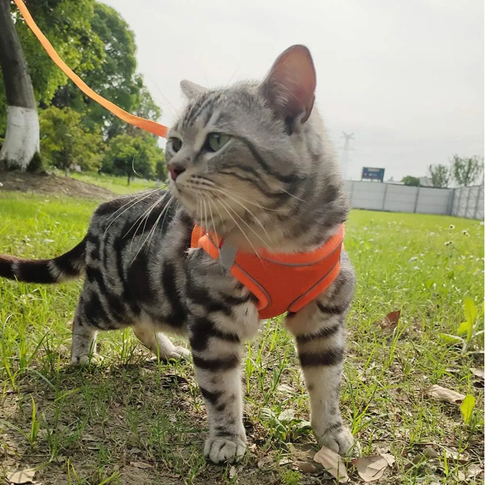 Puppy Harness and Leash Set, Escape Proof Dog Cat Vest Harness for Cats Small Medium Dogs, Adjustable Reflective Step in Harness,Soft Mesh Comfort Fit No Pull No Choke (Medium(13.7"-15.7"), Orange)
